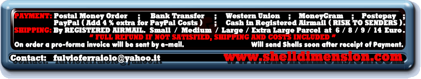 Shell Dimension.com - SELECTED WORLDWIDE SHELLS