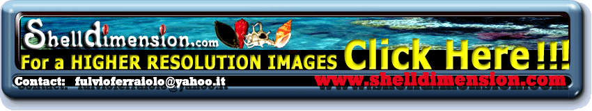 Shell Dimension.com - SELECTED WORLDWIDE SHELLS