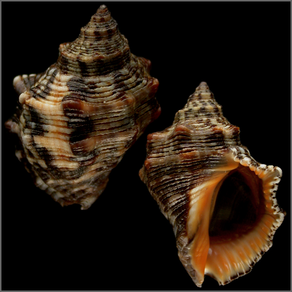 Shell Dimension.com