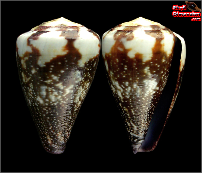 Shell Dimension.com