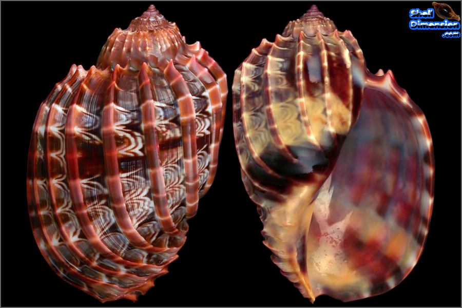 カブリティショクコウラ　Harpa Cabriti カブリティショクコウラ Harpa Cabriti Microshells: Harpa