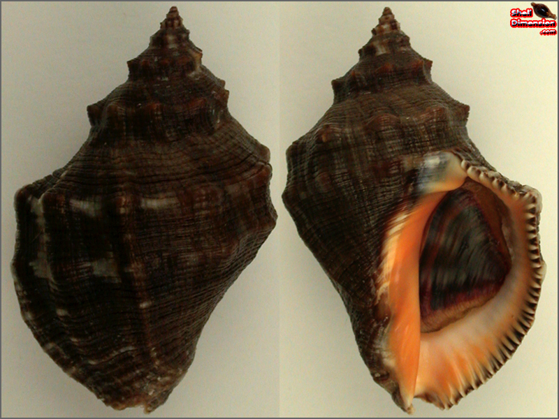 Thais (Stramonita) biserialis - MURICIDAE - Shell Dimension.com