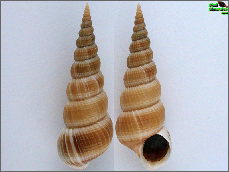 Shell 