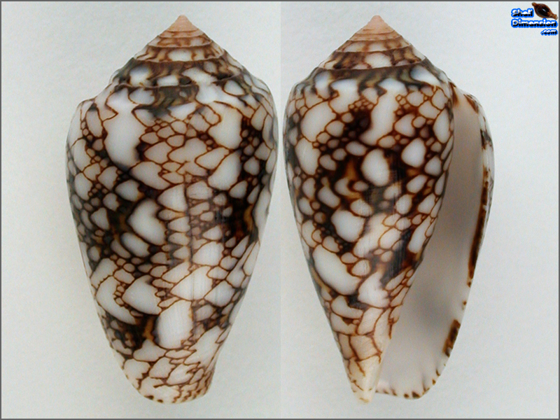 Conus (Cylinder) textile vaulberti - CONIDAE - Shell Dimension.com